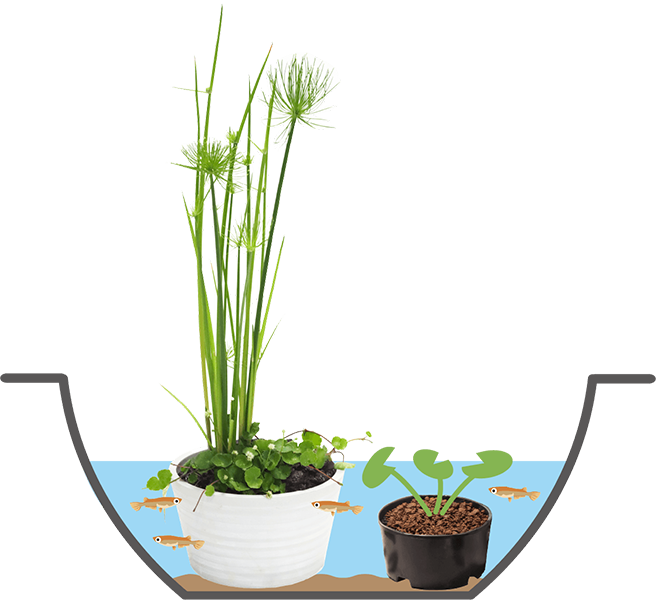 プラボートに寄せ植えを置く