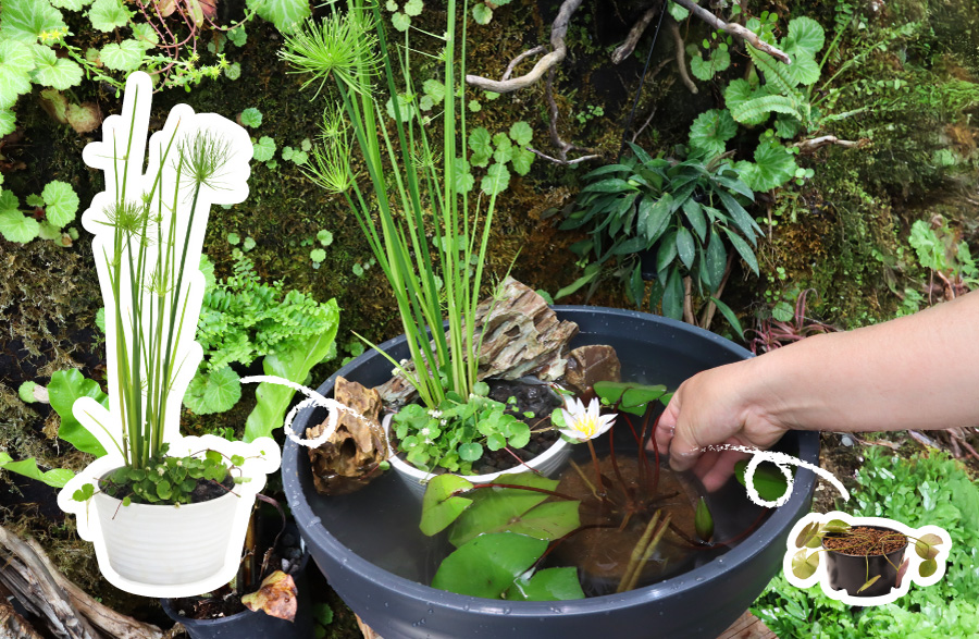 ドウベンと爽やか水草の寄せ植えセット | 杜若園芸WEBショップ｜水草の