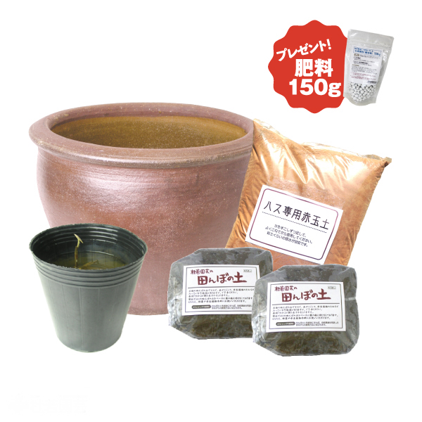 陶器鉢で咲かせる大型蓮栽培フルセット【肥料プレゼント】 | 杜若園芸