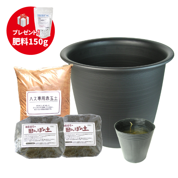 大型蓮・プラ鉢育成フルセット【肥料プレゼント】 | 杜若園芸WEB