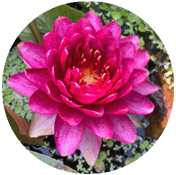 set-1201_アナンタチャイ