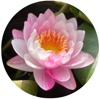 set-1201_バンコクキャンディ