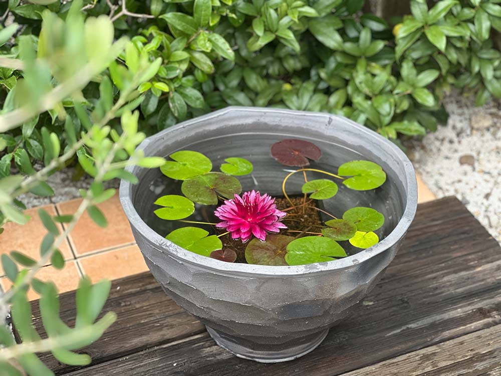 set-1201三河焼の陶器鉢で育てるスイレン栽培セット開花イメージ