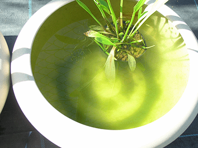 水質浄化石の効果_植物のみ