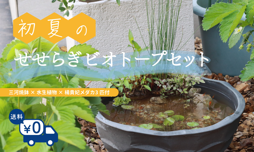 三河焼陶器鉢で育てる温帯スイレン栽培セット | 杜若園芸WEBショップ