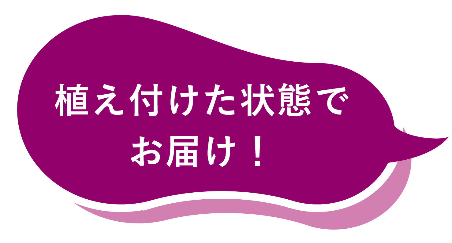 植え付けた状態でお届け吹き出し
