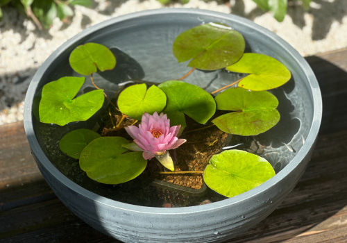 set-1202育てやすい温帯スイレンイメージ