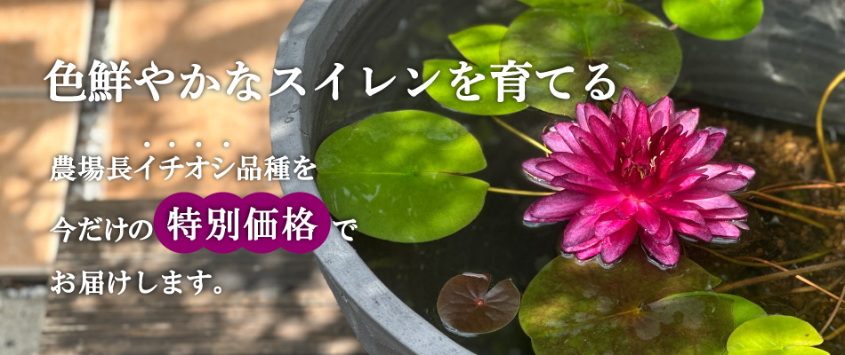 初めての方におすすめ！温帯スイレンセット(ソリ型鉢) | 杜若園芸WEB