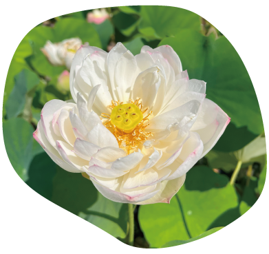 白鶴(はくつる)イメージ