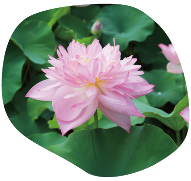 披針粉イメージ