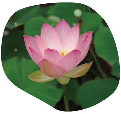 太陽旗イメージ