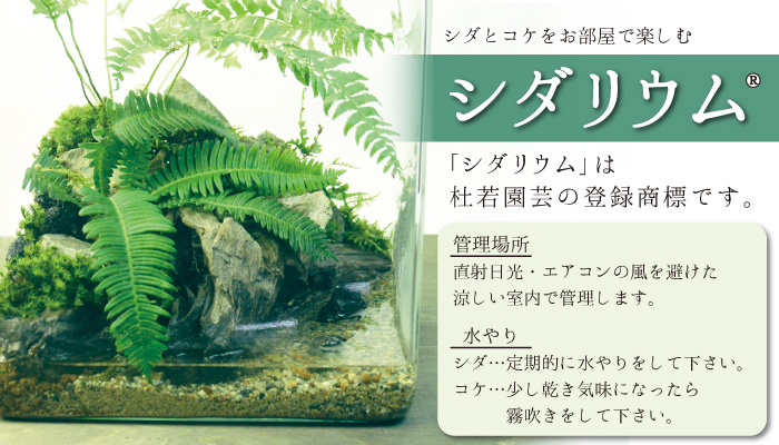 杜若園芸　とじゃくえんげい　シダリウム・コケテラリウム　苔、こけ、コケ　販売