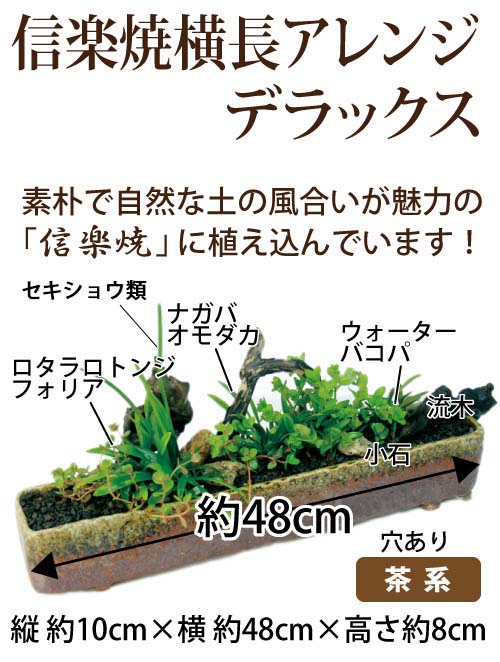 メダカ水草におすすめ!アレンジ
