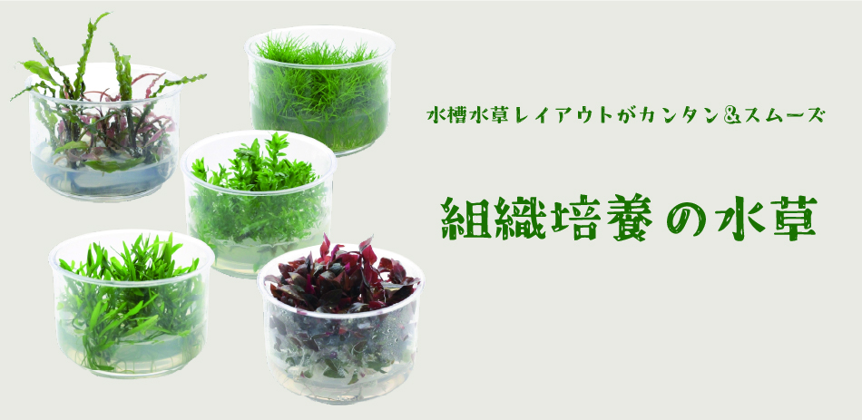 水槽水草レイアウトがカンタン＆スムーズ組織培養の水草