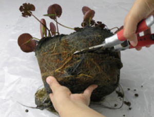 ①鉢から取り出し、固く根が詰まった部分にハ
    
    サミを入れて、根茎を取り出します。