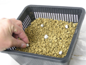 ①底穴が開いている植木鉢か、植付け容器「植
    
    物カゴ」に赤玉土を3分の1ほど入れ、肥料も入れます