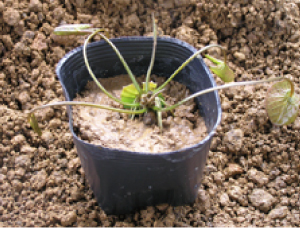 ④元の葉は切り取り、ポットに赤玉土または田

土を入れて、芽は出るように植込みます。