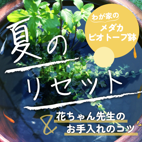 夏のリセットバナー.png