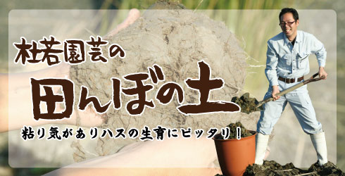 tanbonotuchi