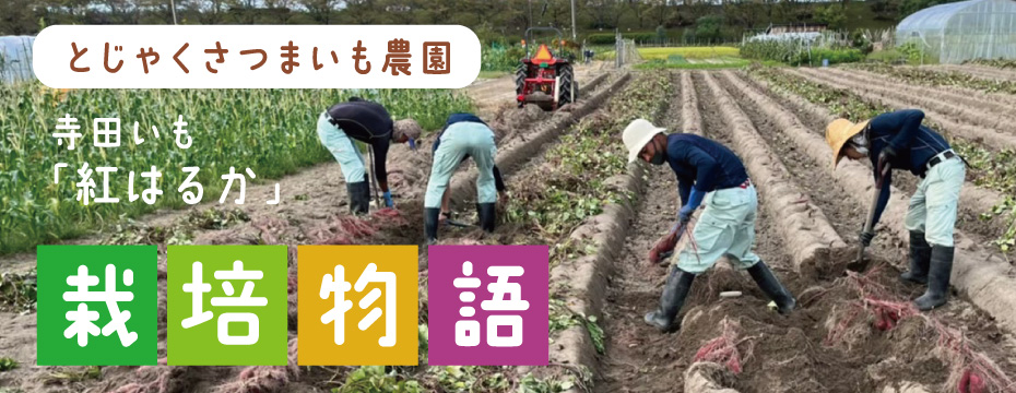 とじゃくさつまいも農園寺田いも「紅はるか」栽培物語