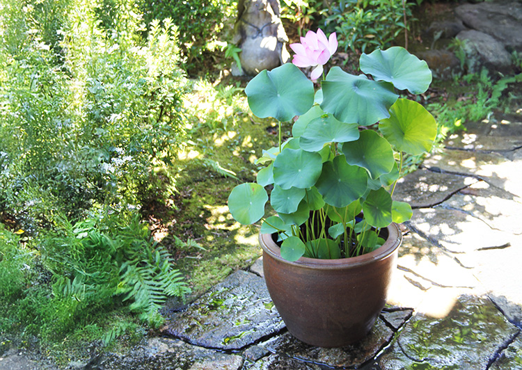 使いやすい！お手軽陶器鉢（大） | 杜若園芸WEBショップ｜水草の