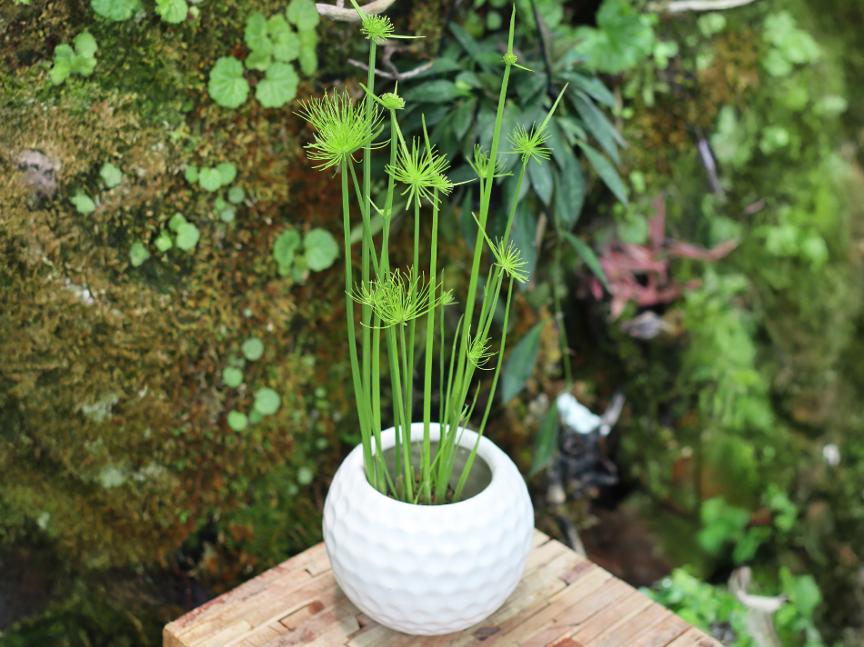 black_pura-005.jpg