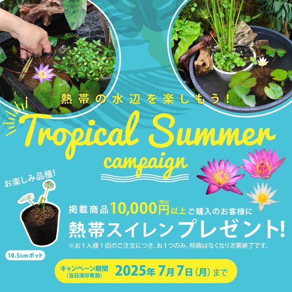 tropicalsummercampaign_banner.jpg