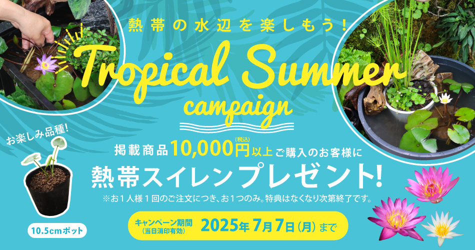 トロピカルサマーキャンペーン掲載商品10,000円(税込)以上ご購入のお客様に熱帯スイレンプレゼント※お1人1回のご注文につき、お1つのみ。特典はなくなり次第終了です。