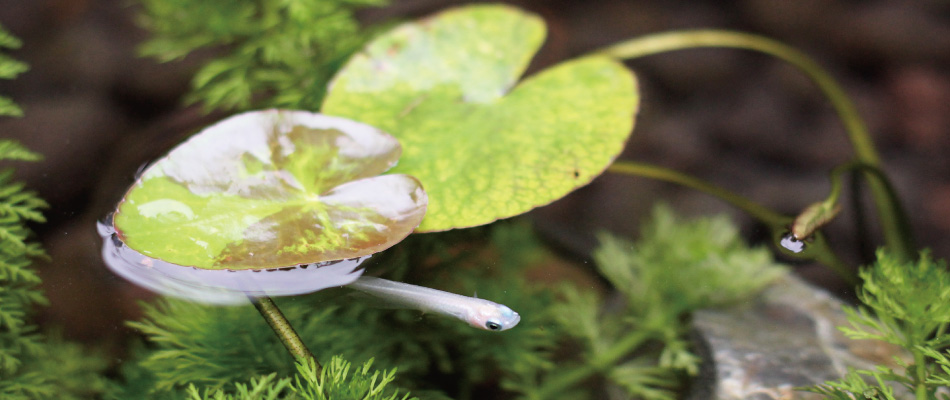 浮葉植物バナー