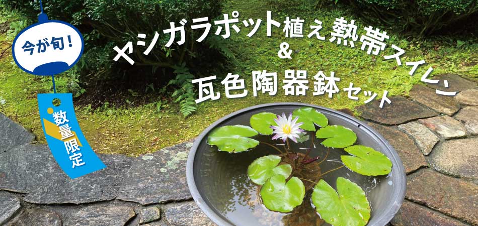 熱帯スイレンセットバナー