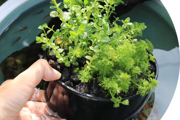 丸型寄せ植え沈めるイメージ