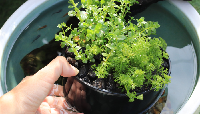 丸型寄せ植え沈めるイメージ