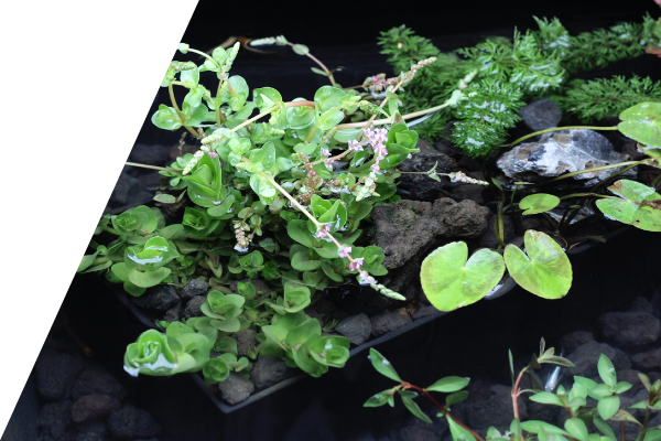 箱型寄せ植え沈めるイメージ