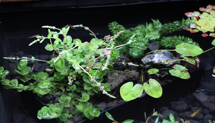 箱型寄せ植え沈めるイメージ