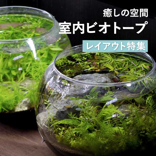 株式会社 杜若園芸｜水草の生産販売【通販ショップ】
