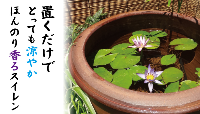 熱帯スイレン2色植え花芽付き 19cmカゴ 株式会社 杜若園芸 水草の生産販売 通販ショップ