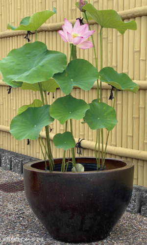高級鉢使用イメージ