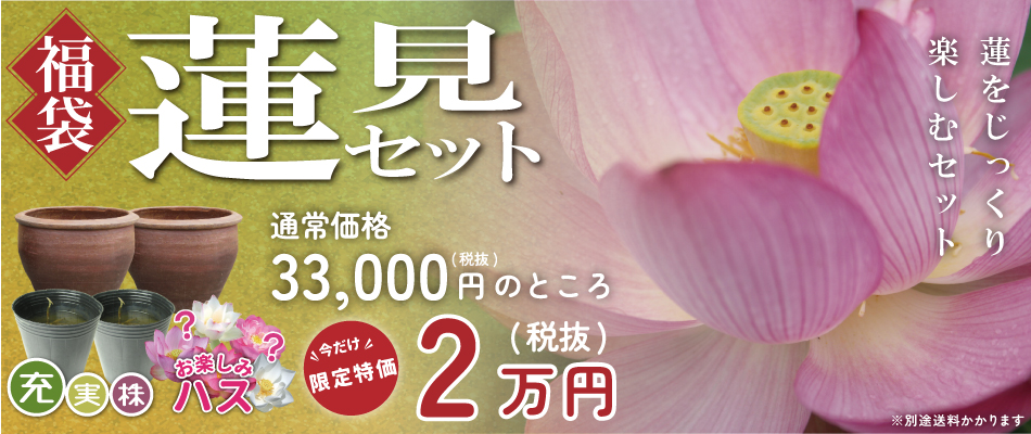 蓮見セット