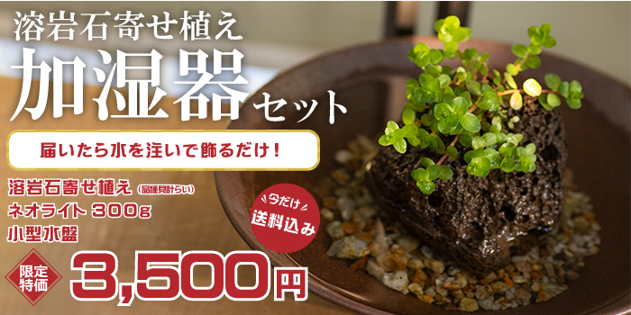 加湿器セット