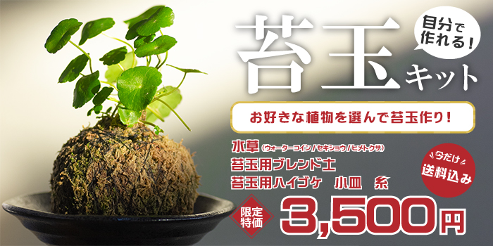 苔玉キット