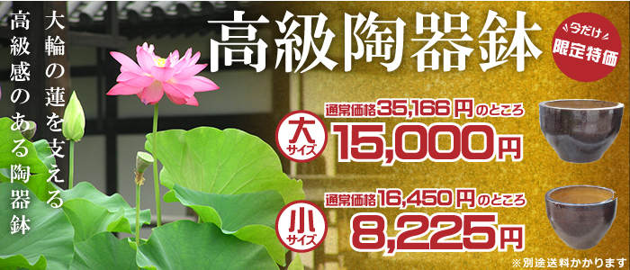 高級陶器鉢