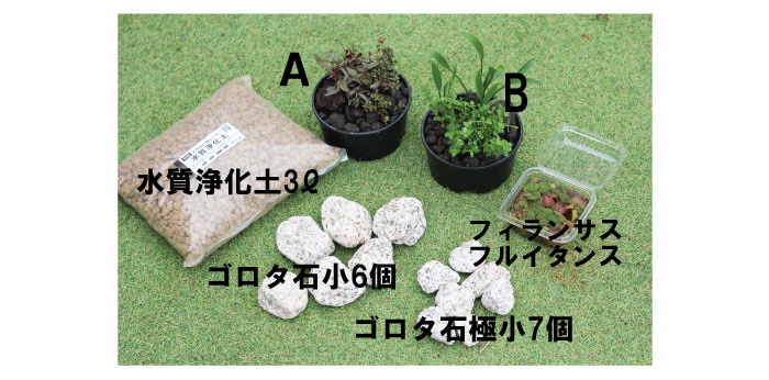 京の高級木枠（中）付き！秋のメダカビオトープセット | 杜若園芸WEBショップ｜水草の生産販売【通販ショップ】