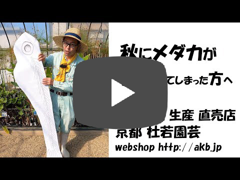 タライ 36L 木枠のみ 100％天然塗料 メダカ 金魚 亀 水槽 杉板 荒
