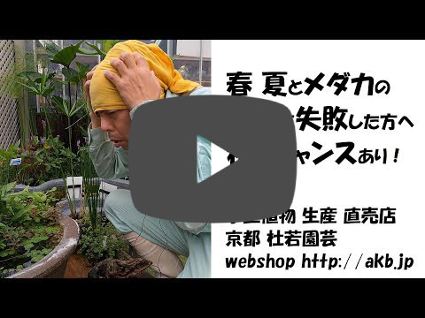 杜若園芸 メールマガジン 杜若園芸 21年9月17日発行 Name 様 こんにちは 杜若園芸のyoutuber鈴木です いつも ご愛読いただきありがとうございます 毎回のようにメールマガジンで秋らしくなりましたねぇ と書かせてもらっている