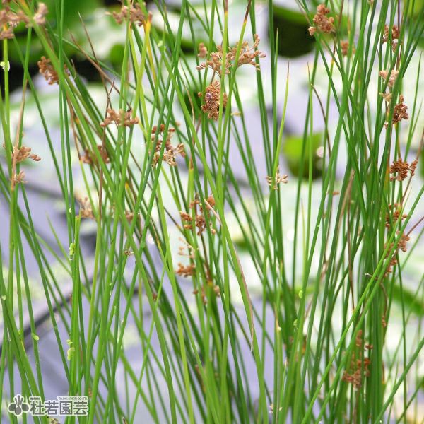 水生植物】 マツバイ（ウォーターグラス） | 杜若園芸WEBショップ
