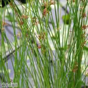 水生植物 ヨシ アシ 株式会社 杜若園芸 水草の生産販売 通販ショップ