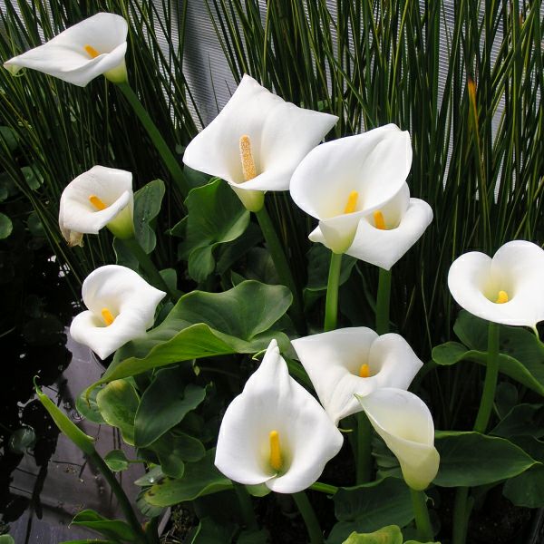 水生植物】 オランダカイウ （水生カラー） | 杜若園芸WEBショップ 