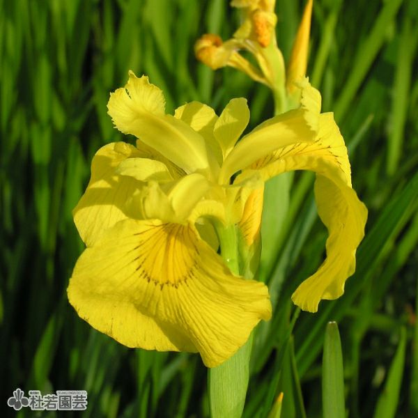 タイトル：昌蒲 花図鑑、キショウブ(黄菖蒲)、Iris pseudacorus