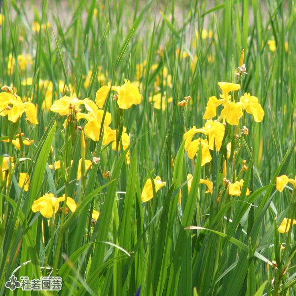 タイトル：昌蒲 花図鑑、キショウブ(黄菖蒲)、Iris pseudacorus