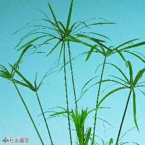 水生植物】 シペラス 12cmP | 杜若園芸WEBショップ｜水草の生産販売【通販ショップ】